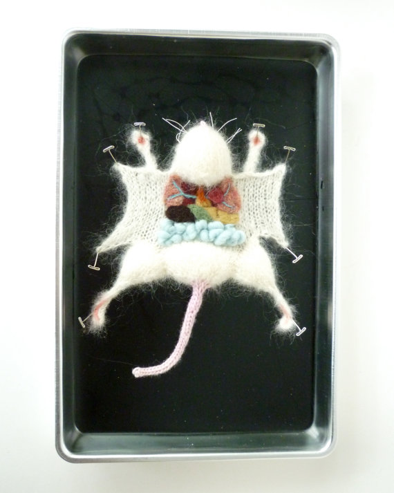 mouse dissection