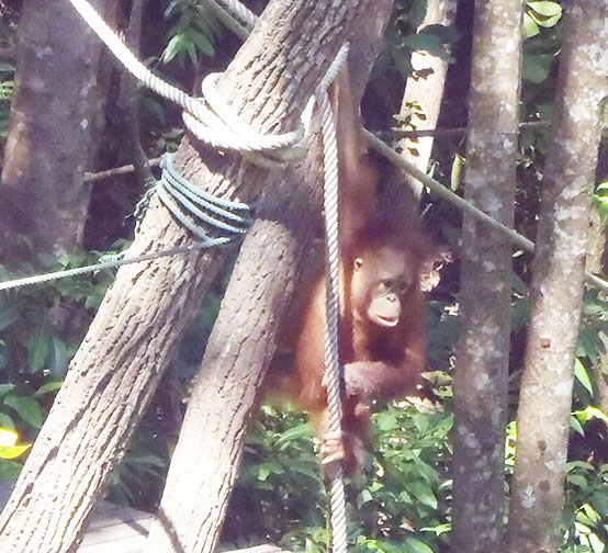 Baby orangutan Borneo