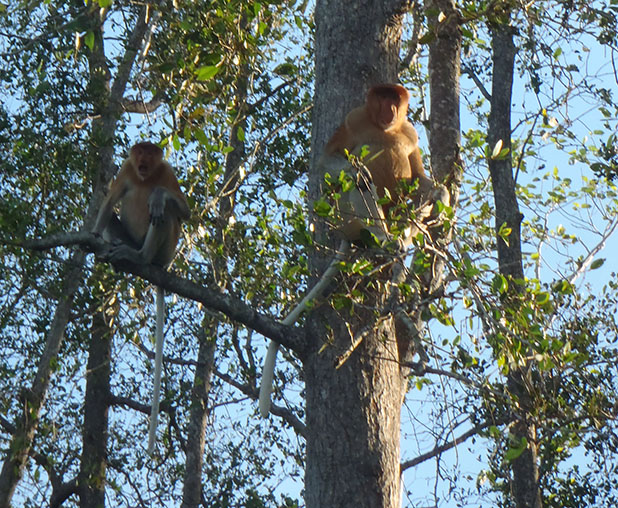 Proboscis Monkey Borneo